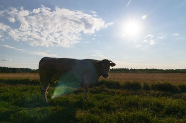 doğa serisi görüntüleri