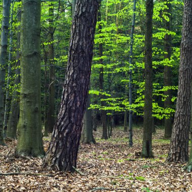 doğa serisi görüntüleri
