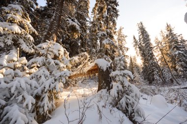 doğa serisi görüntüleri