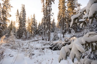 doğa serisi görüntüleri
