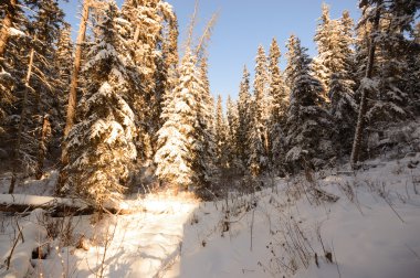 doğa serisi görüntüleri