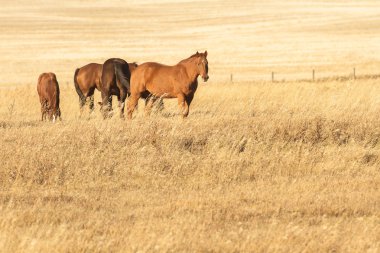 doğa serisi görüntüleri