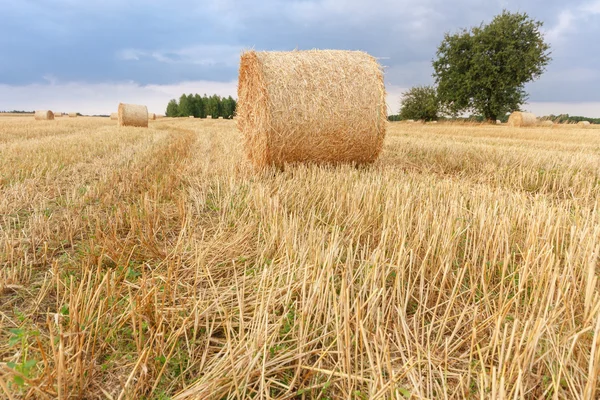 Bilder aus Natur-Serien — Stockfoto