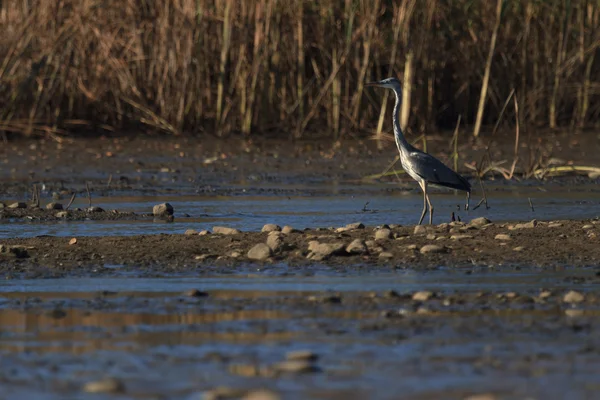 Obrazy z serii natura — Zdjęcie stockowe