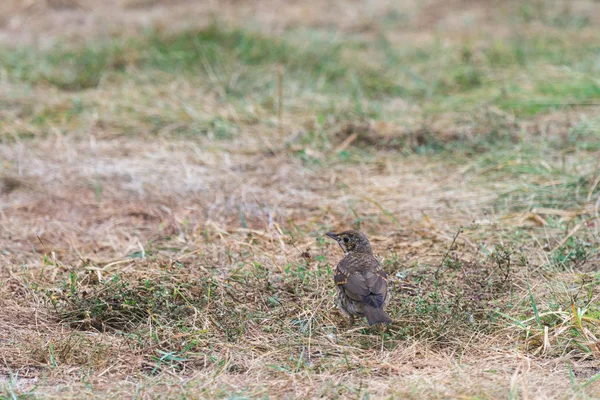 Bilder från naturen-serien — Stockfoto