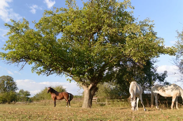 Images de la série nature — Photo