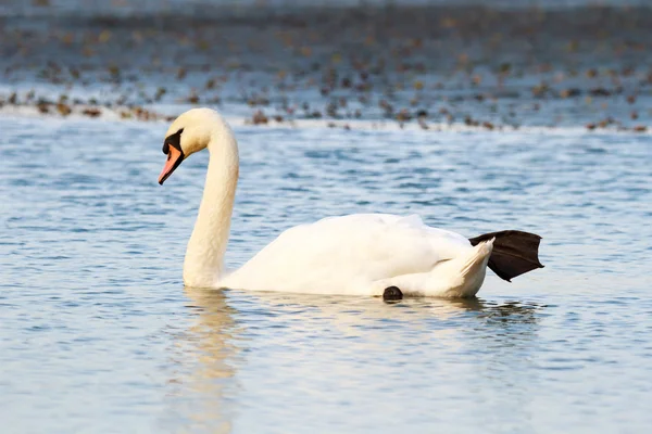 Bilder från naturen-serien — Stockfoto