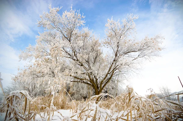 Immagini da serie di natura — Foto Stock