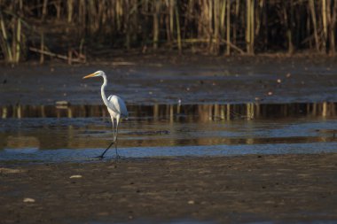 doğa serisi görüntüleri