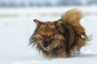 doğa serisi görüntüleri