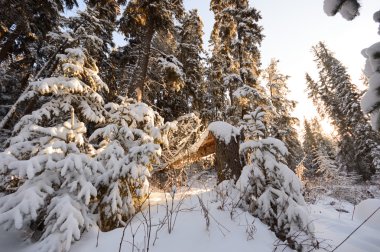 görüntü doğa serisi