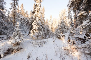 görüntü doğa serisi
