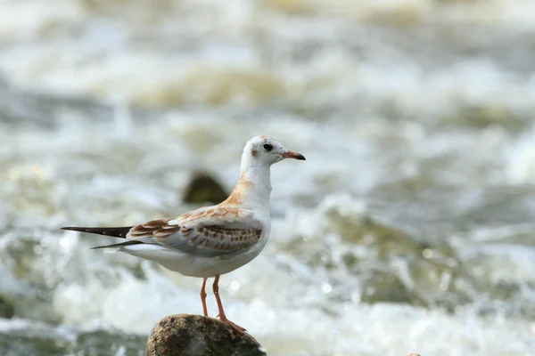 Immagini da serie di natura — Foto Stock