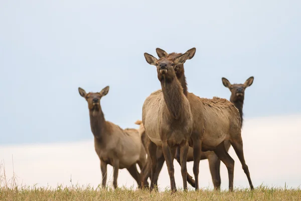 Images from nature series — Stock Photo, Image