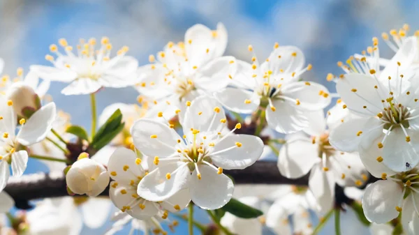 Obrazy z serii natura — Zdjęcie stockowe