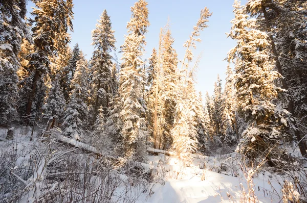 görüntü doğa serisi
