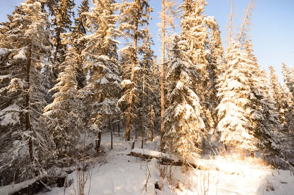 görüntü doğa serisi