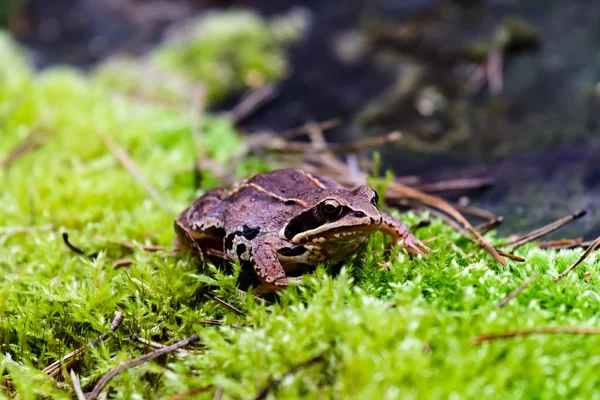 Imagem da série natureza — Fotografia de Stock