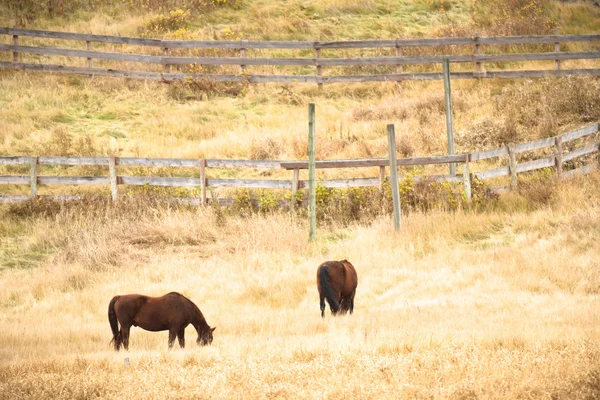 Obraz z serii natura — Zdjęcie stockowe