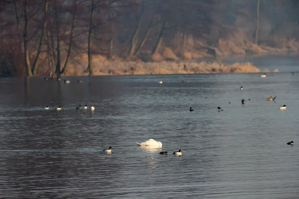 Bild från naturen-serien — Stockfoto