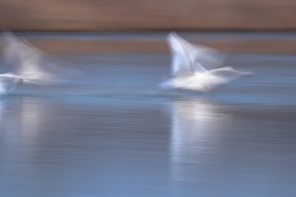 Imagem da série natureza — Fotografia de Stock