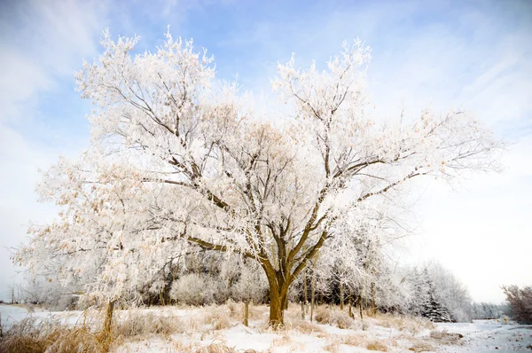 görüntü doğa serisi