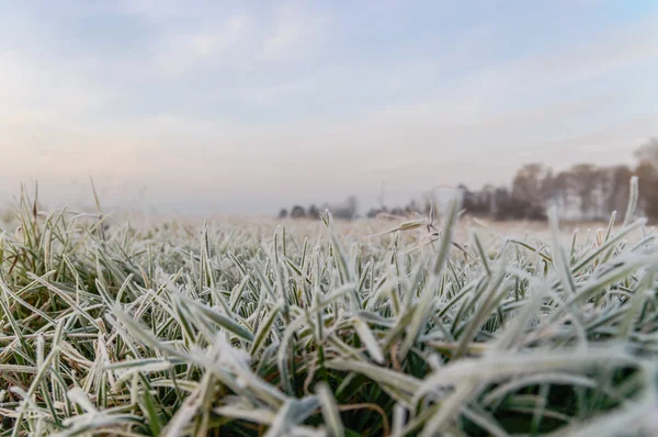 Immagine dalla serie natura — Foto Stock