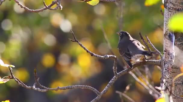 Fotage série nature — Stock video