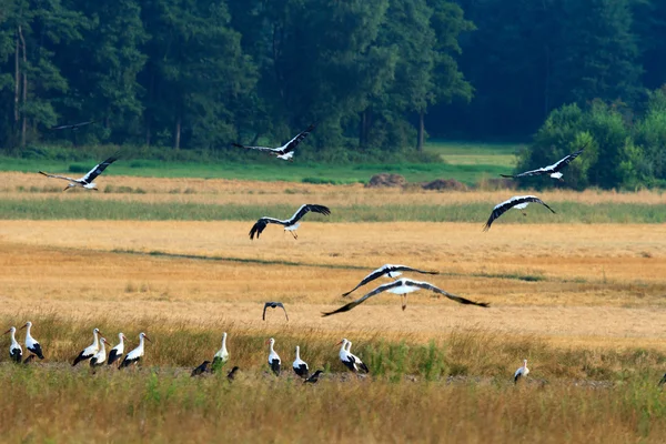 Bild aus der Natur-Serie — Stockfoto