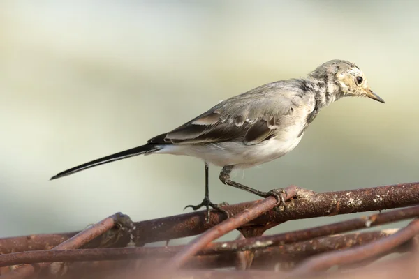 Obraz z serii natura — Zdjęcie stockowe