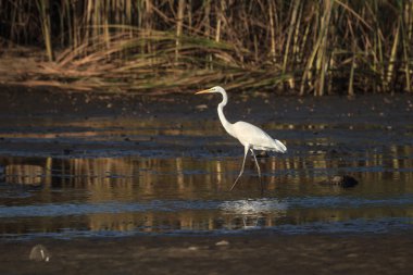 görüntü doğa serisi