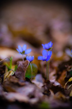 görüntü doğa serisi