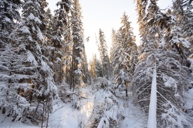görüntü doğa serisi