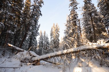 görüntü doğa serisi