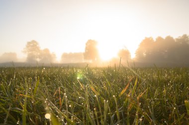 görüntü doğa serisi