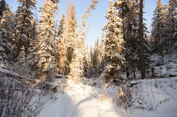görüntü doğa serisi
