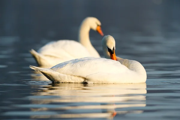 Obraz z serii natura — Zdjęcie stockowe