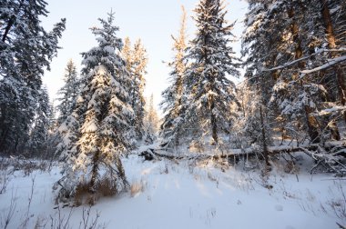 görüntü doğa serisi