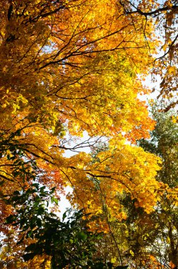 görüntü doğa serisi