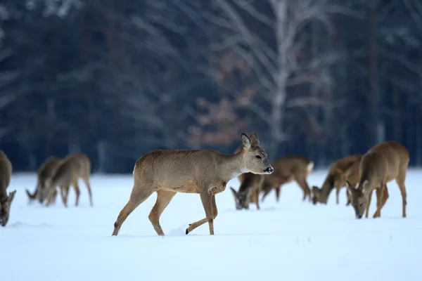 Immagine dalla serie natura — Foto Stock