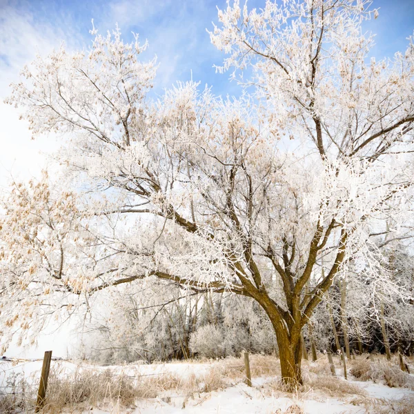 Immagine dalla serie natura — Foto Stock