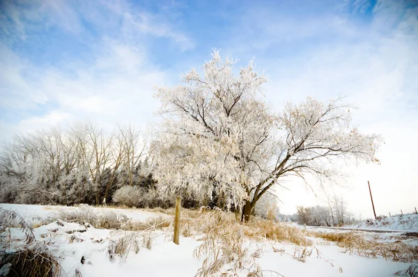 Immagine dalla serie natura — Foto Stock