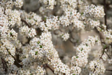 görüntü doğa serisi