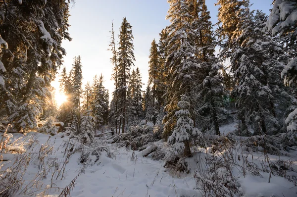 görüntü doğa serisi