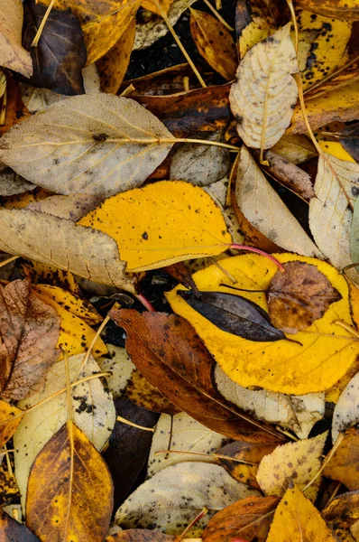 Bild från naturen-serien — Stockfoto