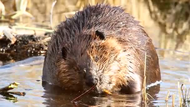 Fotage uit natuur-serie — Stockvideo