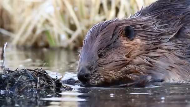 Fotage uit natuur-serie — Stockvideo