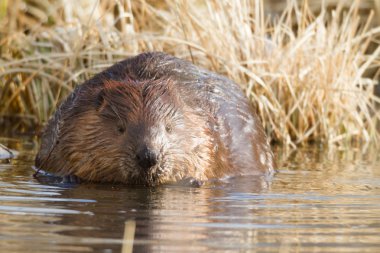 görüntü doğa serisi