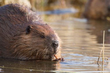 görüntü doğa serisi