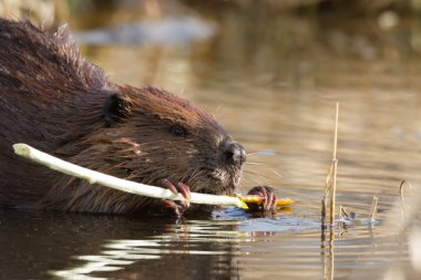 görüntü doğa serisi